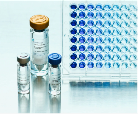*生物化學制品*試劑 抗體 GAPDH Rabbit Polyclonal Antibody